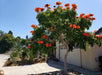 Spathodea campanulata, African tulip tree, Fountain tree, Nandi flame Tree, Rugtoora, African Poomaram - Ornamental Flowering Tree - Kadiyam Nursery