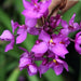 Spathoglottis plicata,Spathoglottis Orchid, Ground Orchid - Kadiyam Nursery