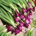 Spring Onion (pack of 100seeds) - Kadiyam Nursery