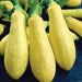 Squash Yellow long (pack of 20seeds) - Kadiyam Nursery