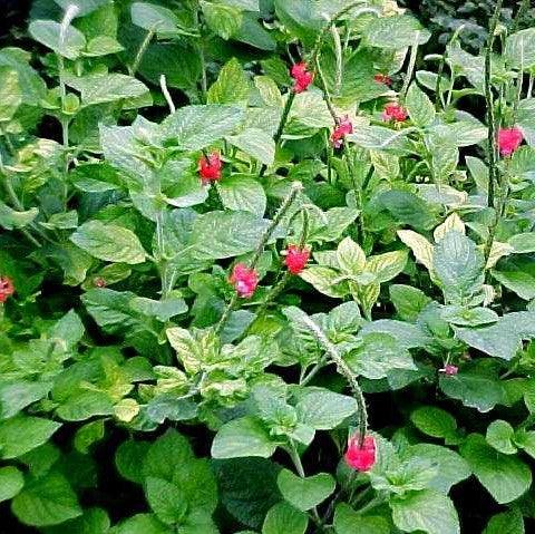 Stachytarpheta indica red,Stachytarpheta Red, Brazilian Tea - Kadiyam Nursery