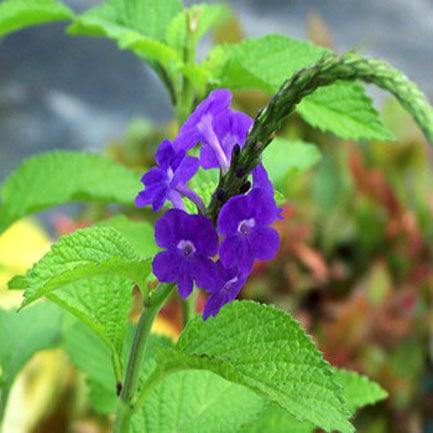 Stachytarpheta ( Purple ) - Plant - Kadiyam Nursery