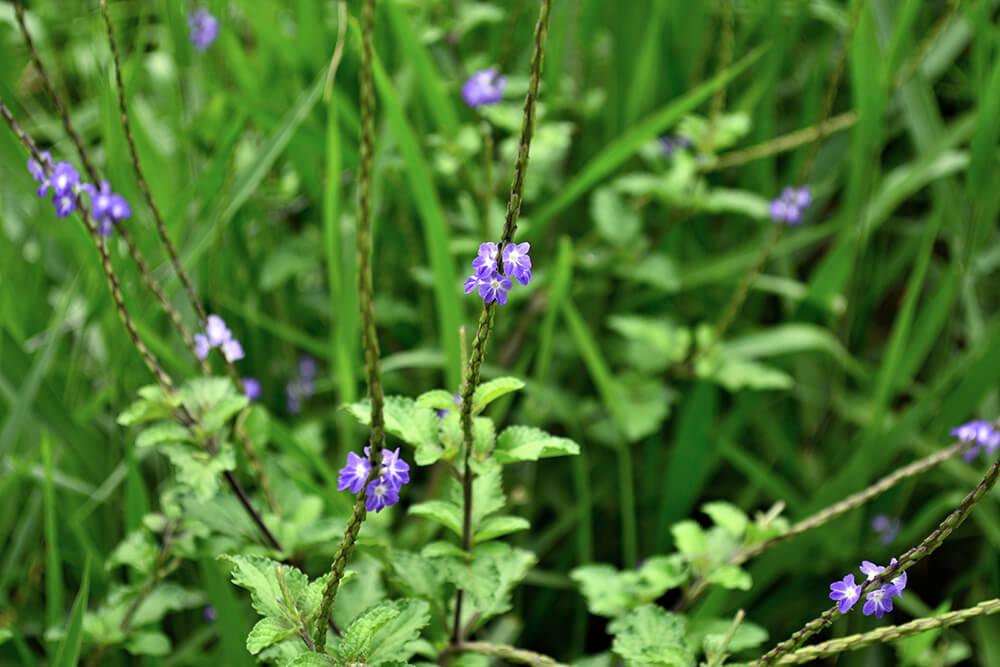 Stachytarpheta ( Purple ) - Plant - Kadiyam Nursery