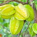 Star fruit sweet(carambola) plant - Kadiyam Nursery