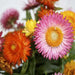 Strawflower - Helichrysum Songs Mixed seeds (pack of 100 seeds) - Kadiyam Nursery