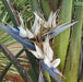 Strelitzia nicolai,Bird Of Paradise White, Natal Wild Banana. - Kadiyam Nursery