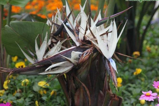 Strelitzia nicolai,Bird Of Paradise White, Natal Wild Banana. - Kadiyam Nursery