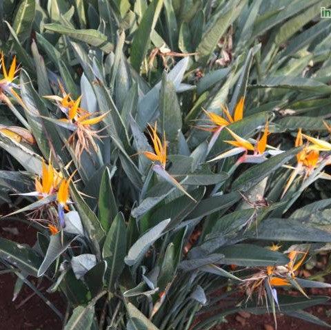 Strelitzia reginae,Bird Of Paradise, Crane Flower - Kadiyam Nursery