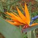 Strelitzia reginae,Bird Of Paradise, Crane Flower - Kadiyam Nursery