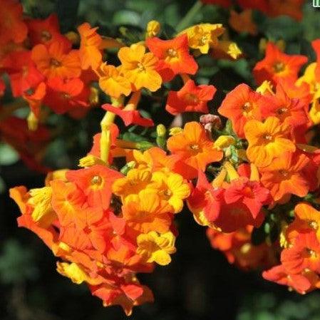 Streptosolen jamesonii,Marmalade Bush, Orange Browallia - Kadiyam Nursery