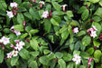 Strophanthus gratus, Roupellia grata,Climbing Oleander, Cream Fruit - Kadiyam Nursery