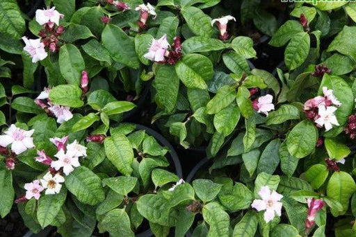 Strophanthus gratus, Roupellia grata,Climbing Oleander, Cream Fruit - Kadiyam Nursery