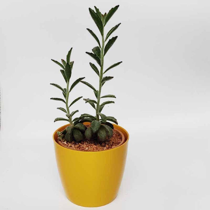 Succulent Live Plant Panda Plant - Kalanchoe tomentosa 'Chocolate Soldier' - Kadiyam Nursery