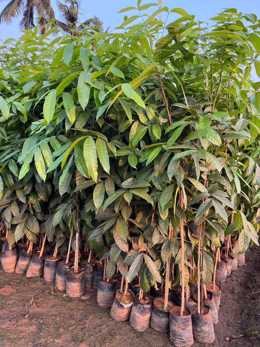 administrar intelectual Correctamente High-Quality Spanish Mahogany (Swietenia mahogani) Plants for Sale —  Kadiyam Nursery