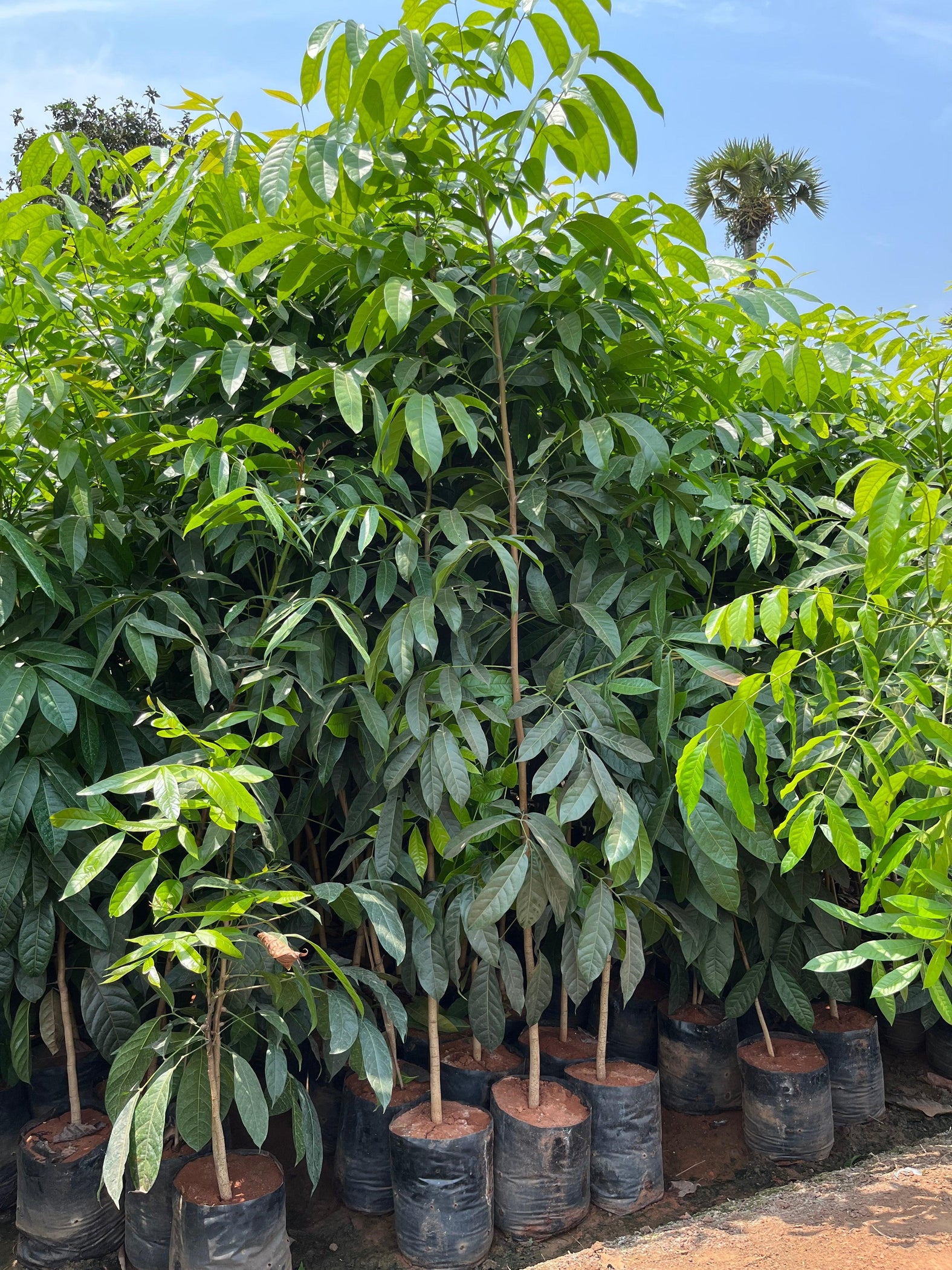 High-Quality Spanish Mahogany (Swietenia mahogani) Plants for Sale ...