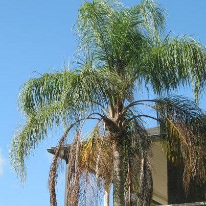 Syagrus romanzoffiana,Cocos Plumosus, Queen Palm, Giriba Palm, Sygrus Palm - Kadiyam Nursery
