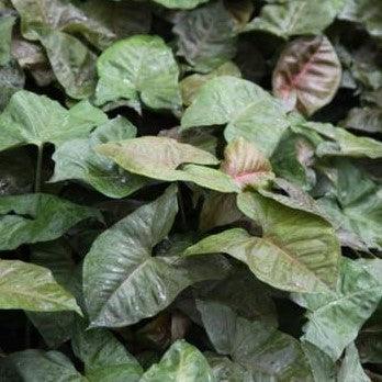 Syngonium podophyllum bronze,Syngonium New Dark Brown Leaves - Kadiyam Nursery