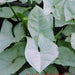 Syngonium podophyllum silver pearl,Syngonium Silver Pearl - Kadiyam Nursery