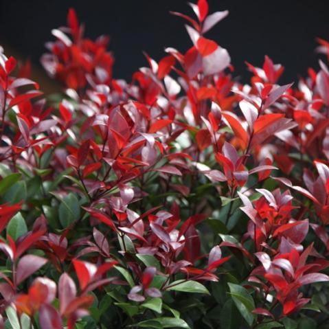 Syzygium campanulatum deep red,Wild Jamun Red - Kadiyam Nursery