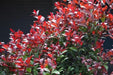 Syzygium campanulatum deep red,Wild Jamun Red - Kadiyam Nursery