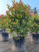 Syzygium campanulatum- Kadiyam Nursery