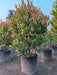 Syzygium campanulatum, Eugenia plant - Kadiyam Nursery