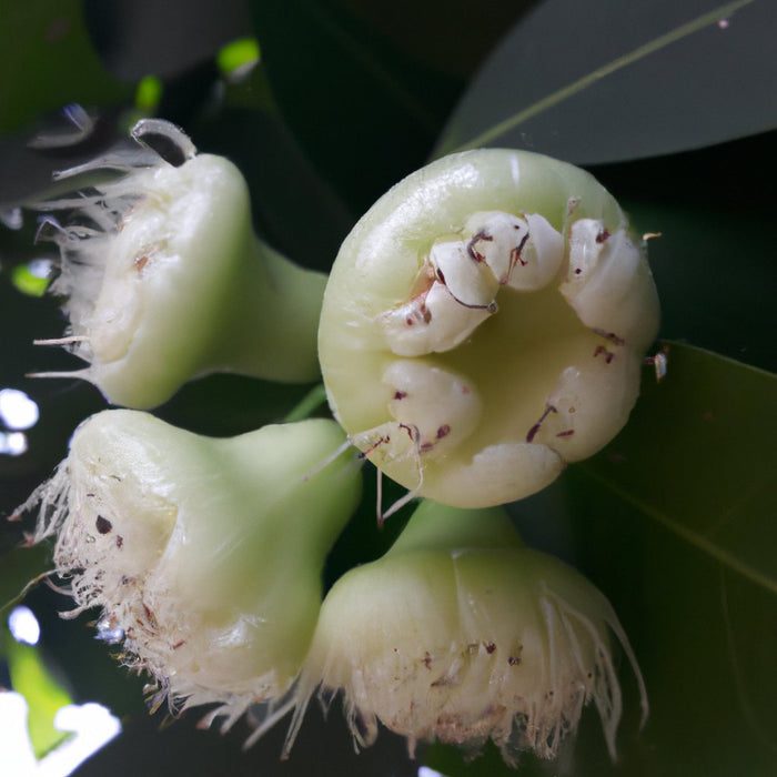 Syzygium Malaccense प्लांट खरीदें - आपके बगीचे के लिए स्वादिष्ट सफेद जैम और मलय रोज़ ऐप्पल ट्री