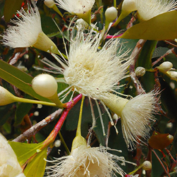 Buy Syzygium malaccense Plant - The Delicious White Jaam and Malay Rose Apple Tree for Your Garden