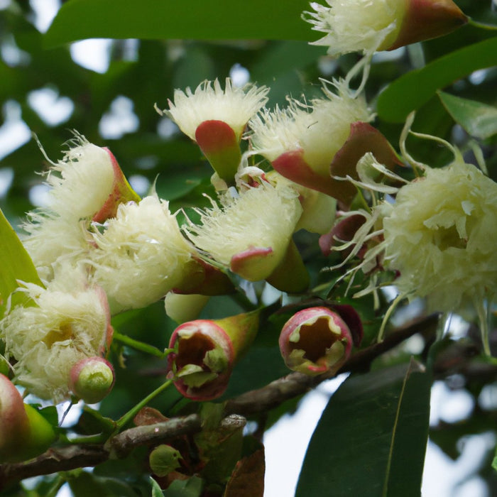 Syzygium Malaccense प्लांट खरीदें - आपके बगीचे के लिए स्वादिष्ट सफेद जैम और मलय रोज़ ऐप्पल ट्री