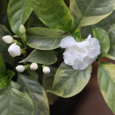 Tabernaemontana coronaria flore-pleno variegata,Double Tagar Variegeted - Kadiyam Nursery