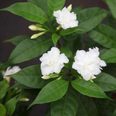 Tabernaemontana coronaria flore-pleno,Tagar Double - Kadiyam Nursery