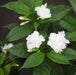 Tabernaemontana coronaria flore-pleno,Tagar Double - Kadiyam Nursery