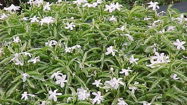 Tabernaemontana coronaria variegata,Tagar Variegated - Kadiyam Nursery