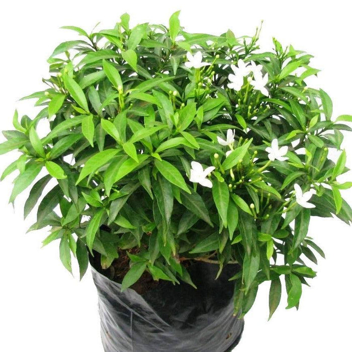 Tagar Mini - Plant - Kadiyam Nursery