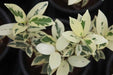 Talinum paniculatum variegatum,Fameflower, Jewel Of Opar Variegated - Kadiyam Nursery