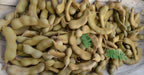Tamarind Tamarindus indica 1 Healthy live plant seedling - Kadiyam Nursery