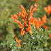 Tecoma capensis, Tecomaria radicans, Tecoma radicans,Orange Trumpet Climbers - Kadiyam Nursery