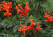 Tecoma capensis, Tecomaria radicans, Tecoma radicans,Orange Trumpet Climbers - Kadiyam Nursery