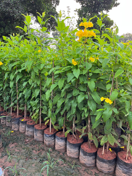 Tecoma donald smithii,Tecoma Dwarf - Kadiyam Nursery