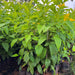 Tecoma gaudichaudi, Tecoma castanifolia,Gaudi Chaudi - Kadiyam Nursery