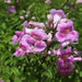 Tecoma rosea,Tecoma Climber Pink, Rosy Trumpet Tree - Kadiyam Nursery