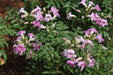 Tecoma rosea,Tecoma Climber Pink, Rosy Trumpet Tree - Kadiyam Nursery