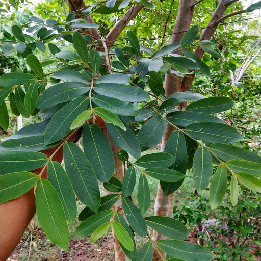 Terminalia Arjuna, Arjun - Plant - Kadiyam Nursery