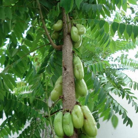 The Bilimbi Plant | A Delicious Fruit That's Good For You - Kadiyam Nursery