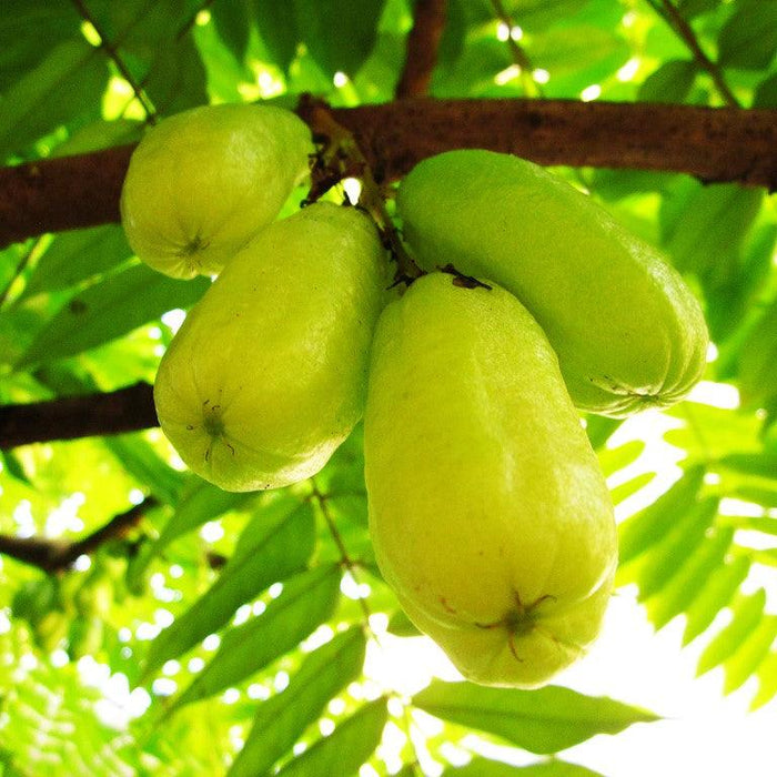 The Bilimbi Plant | A Delicious Fruit That's Good For You - Kadiyam Nursery
