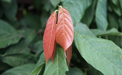 Theobroma cacao,Cocoa Tree, Choclate Plant - Kadiyam Nursery