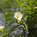 Thevetia nerifolia alba,Lucky Nut White, Bitti White, Trumpet Flower, Be Still Tree, - Kadiyam Nursery