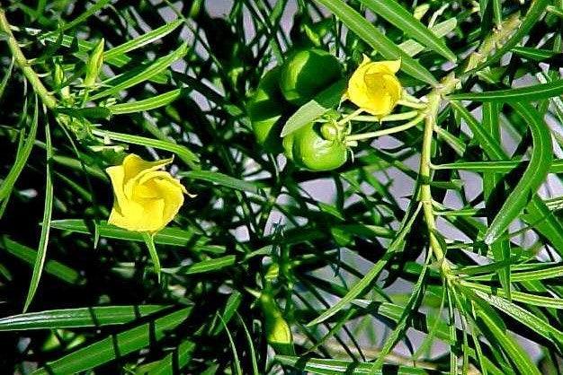 Thevetia nerifolia flava, Cascabela thevetia,Lucky Nut Yellow, Bitti Yellow, Yellow Oleander, Trumpet Flower, Be Still Tree - Kadiyam Nursery