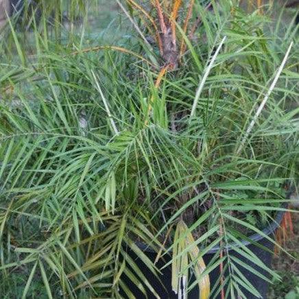 Thrinax parviflora, T. harrisiana, T. tessellata,Broom Thatch, Mountain Thatch Palm, Mountain Thatch Palm, Iron Thatch - Kadiyam Nursery
