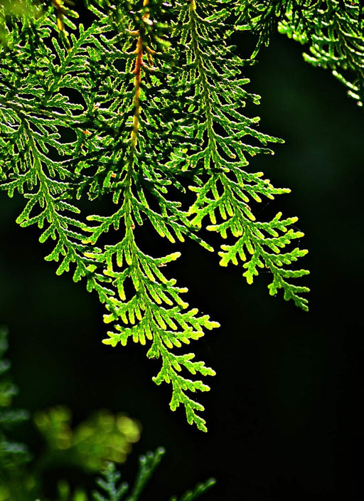 Thuja(green glant) CUPRESSACEAE - Kadiyam Nursery